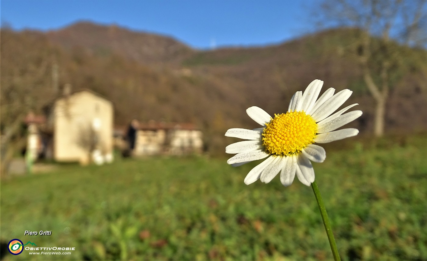 19 Margherita novembrina si gode il sole autunnale .JPG